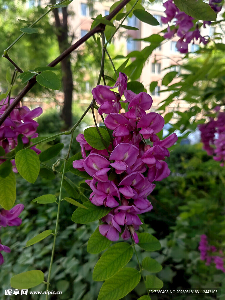 绽放的紫花与绿叶