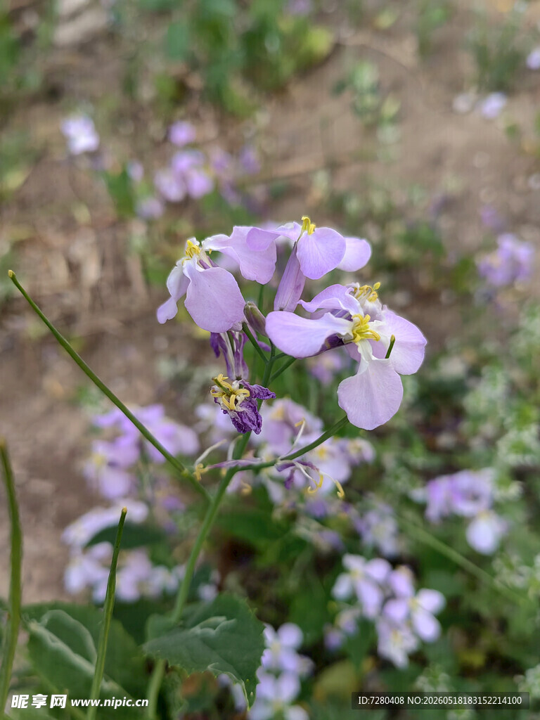 紫色小花绽放于草地间