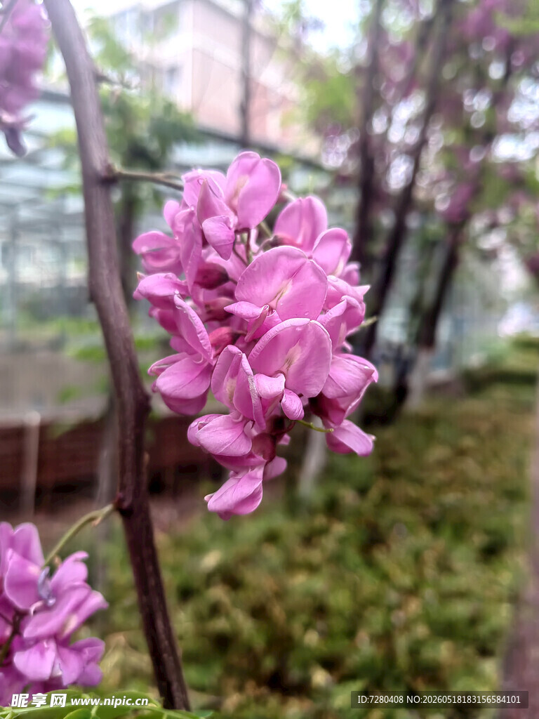 娇艳粉色花朵绽放枝头