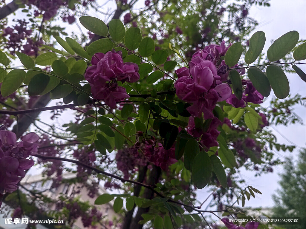 盛开的紫花树