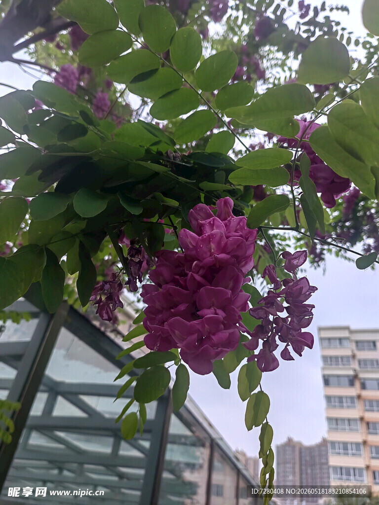 紫花垂挂于城市建筑旁