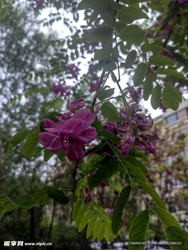 枝头绽放的娇艳紫色花朵