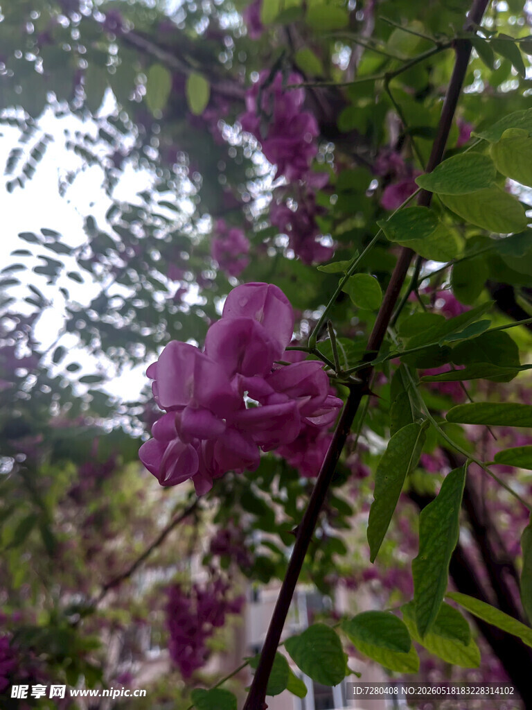 枝头绽放的紫色美丽花朵