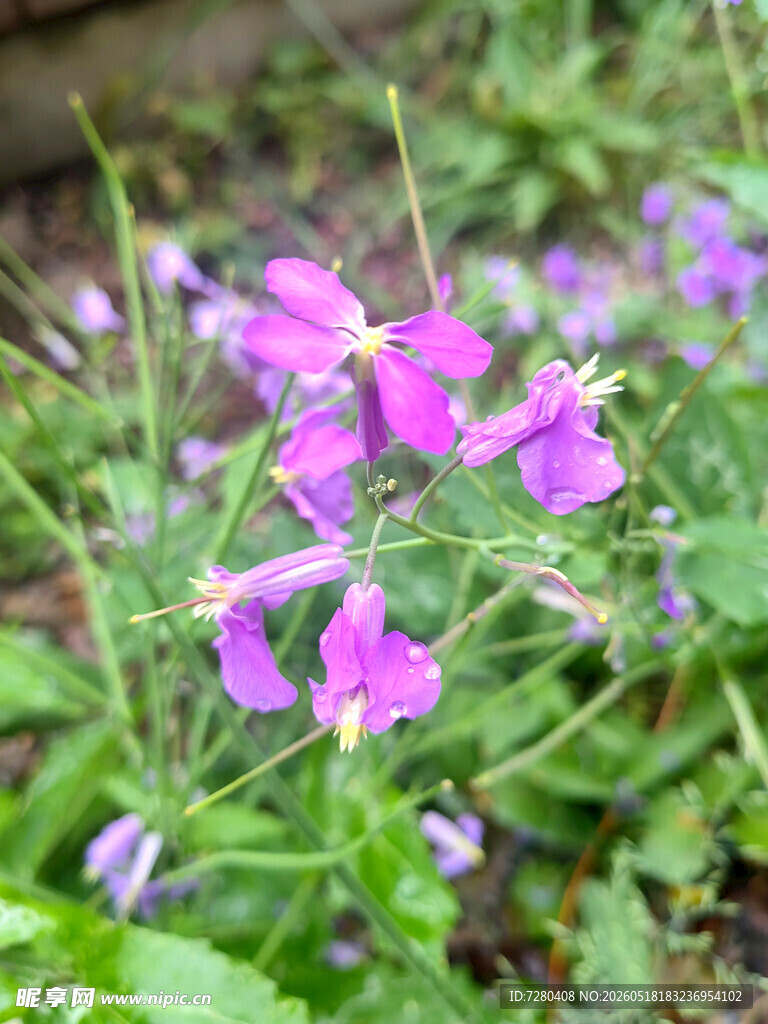 紫色野花绽放于草丛间