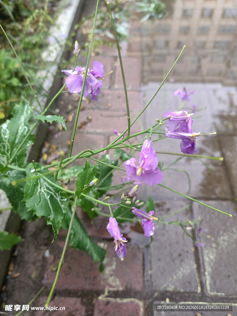 紫色小花绽放于砖石旁
