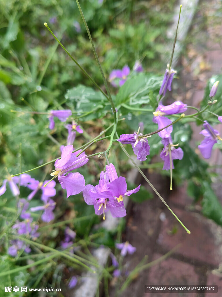 紫色小花绽放于绿植间