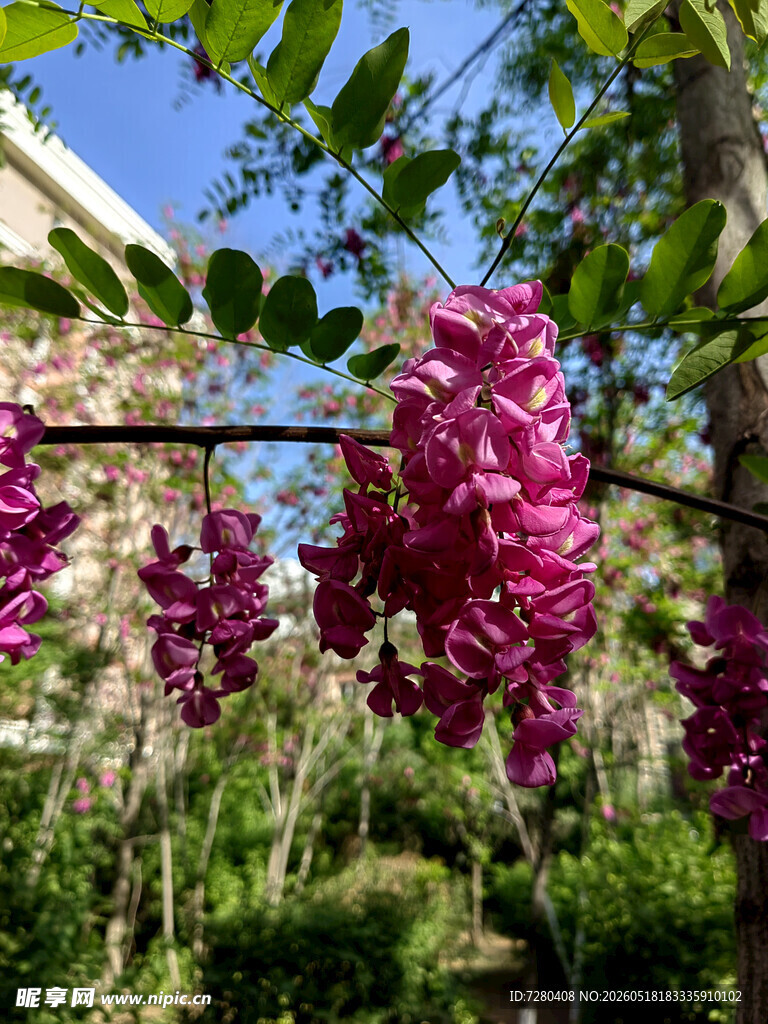 紫花垂挂于绿叶间