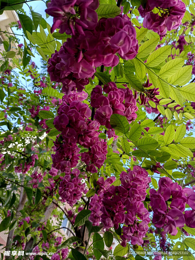 紫叶繁花特写