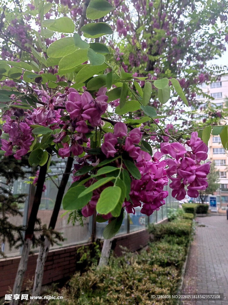 路边绽放的绚烂紫花树