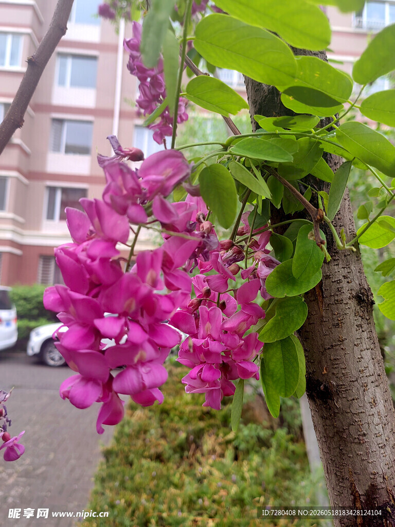 街头绽放的艳丽紫花