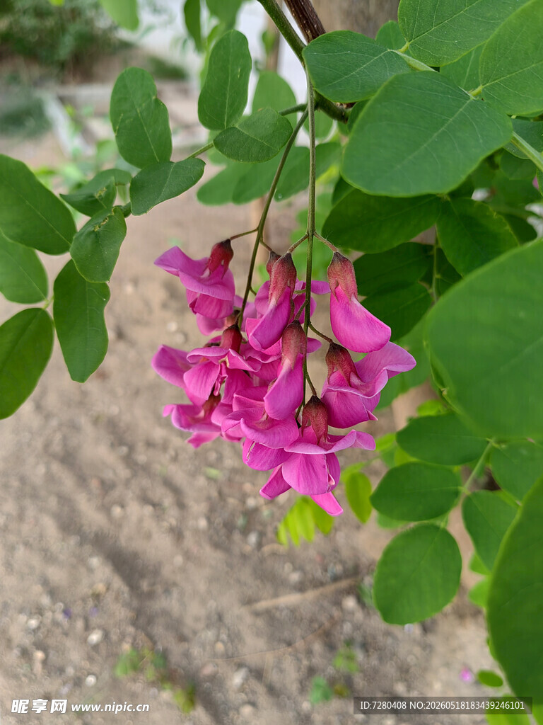 娇艳粉色花朵绽放绿叶间