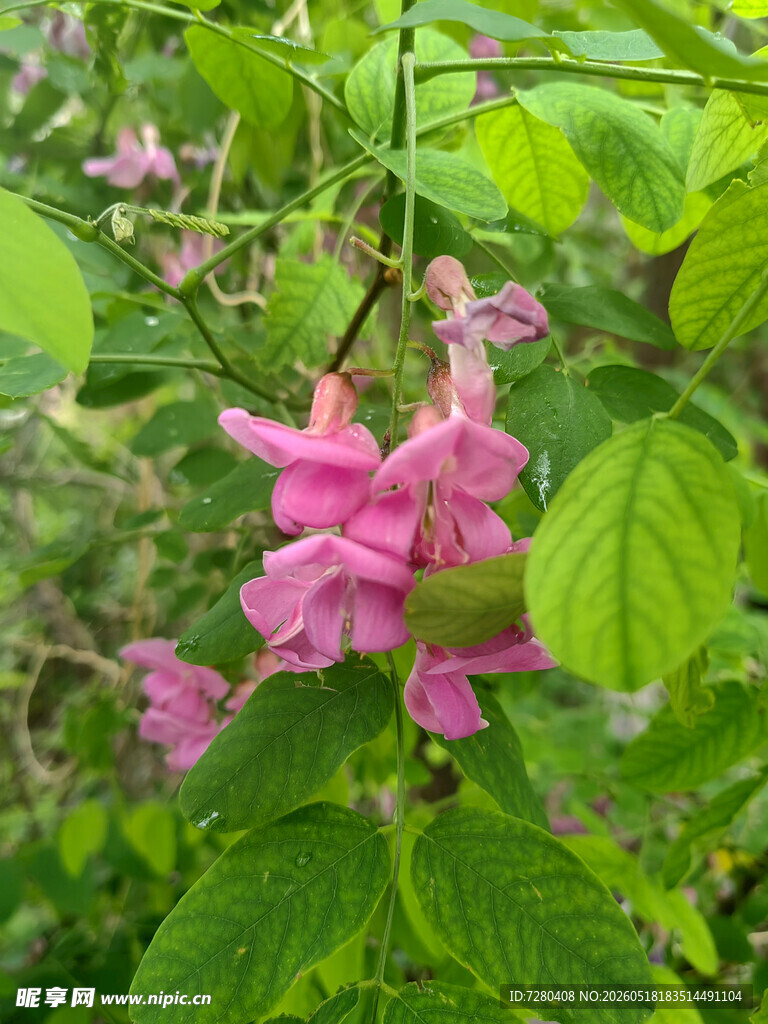 粉色花朵垂挂于绿叶间