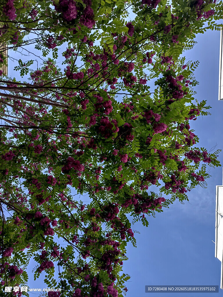 蓝天映衬下的繁花绿树