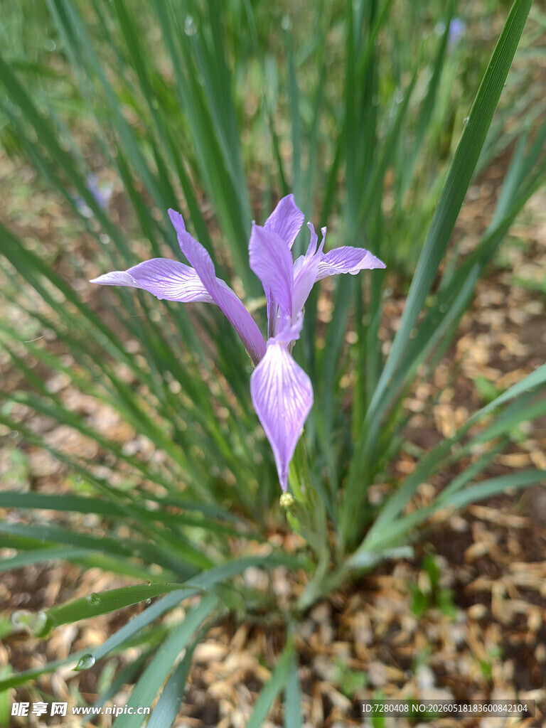 紫色鸢尾花绽放于绿地