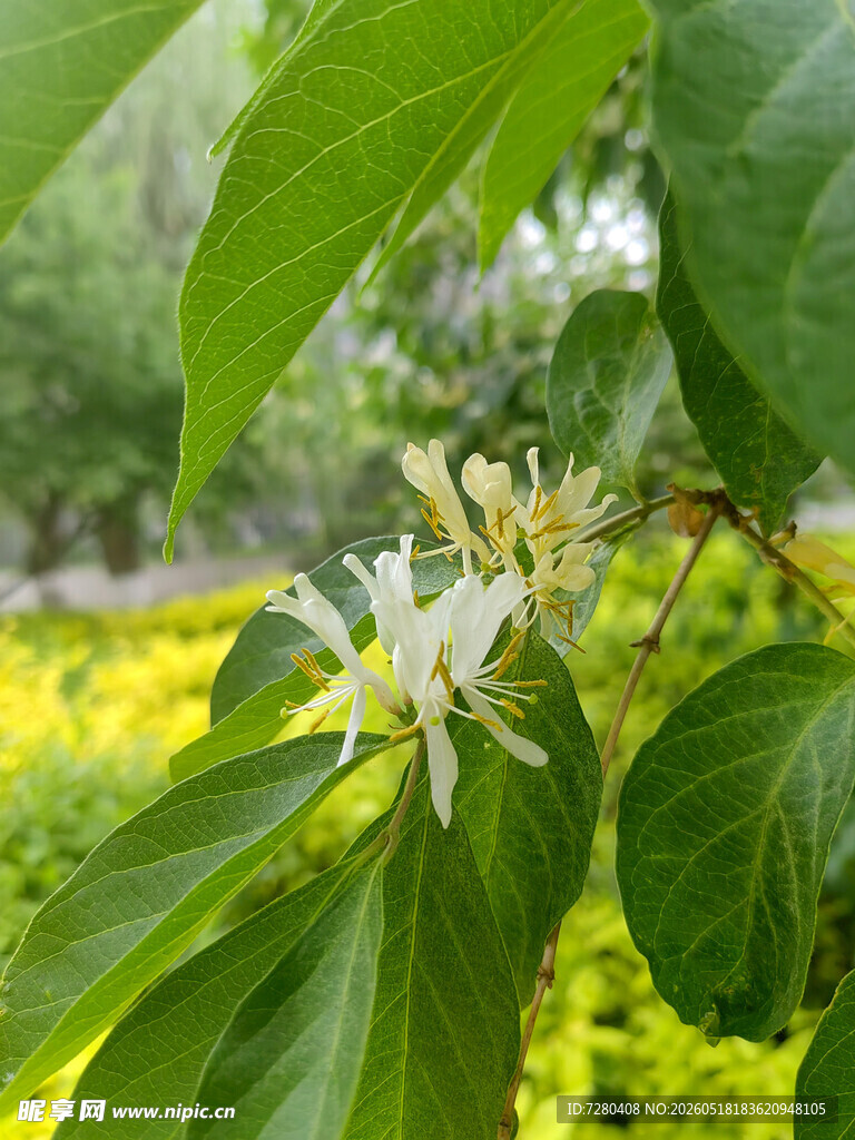 绿叶间绽放的素雅花朵