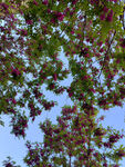 蓝天映衬下的繁茂花枝