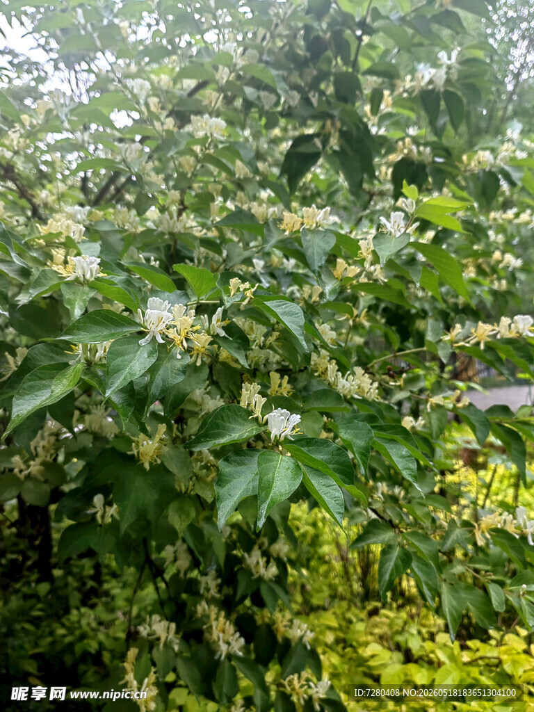 繁茂绿叶间的白色小花