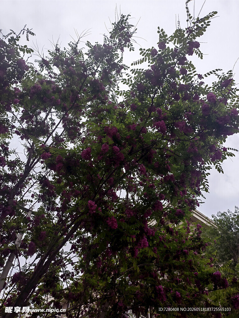 繁花满树的葱郁树木