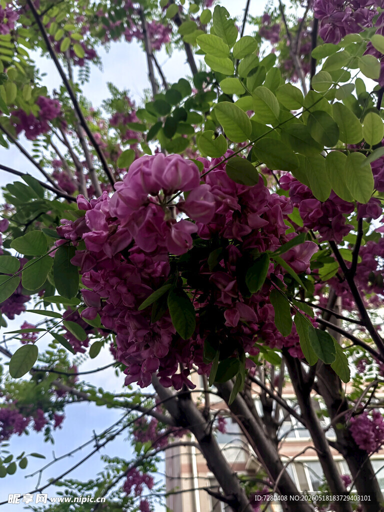 盛开的紫花树