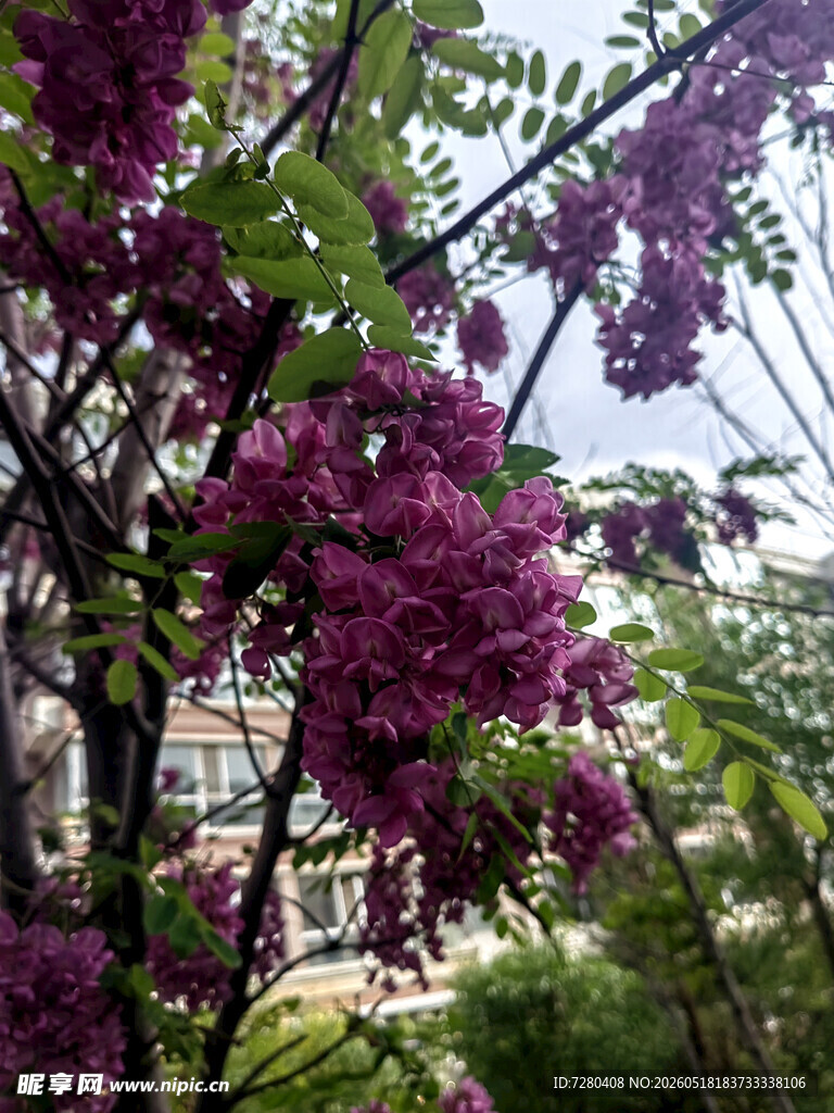盛开的紫花树