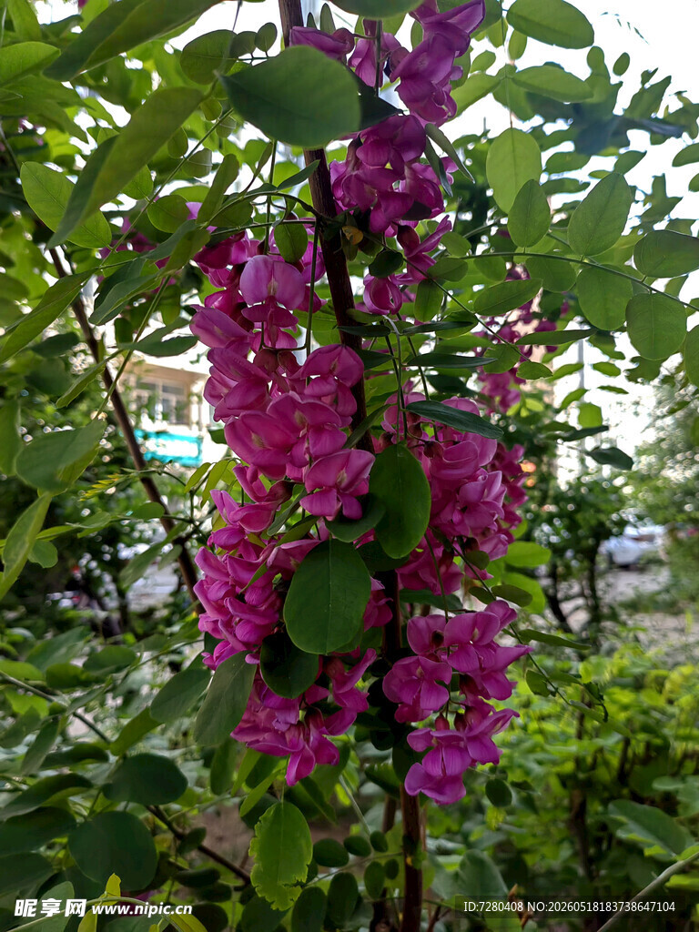 艳丽紫花绽放绿叶间