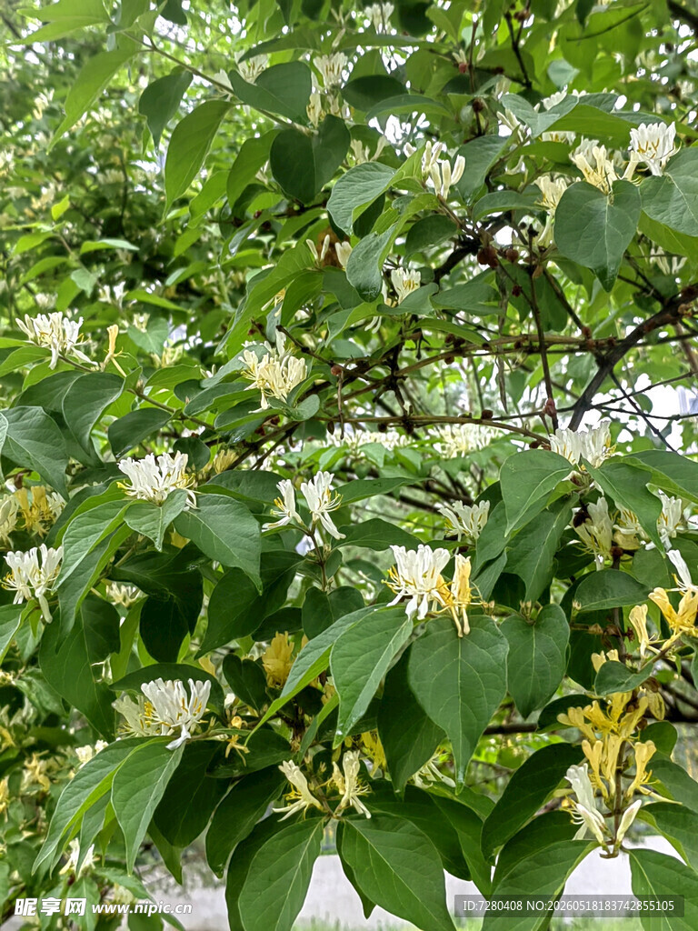 金银花枝叶特写