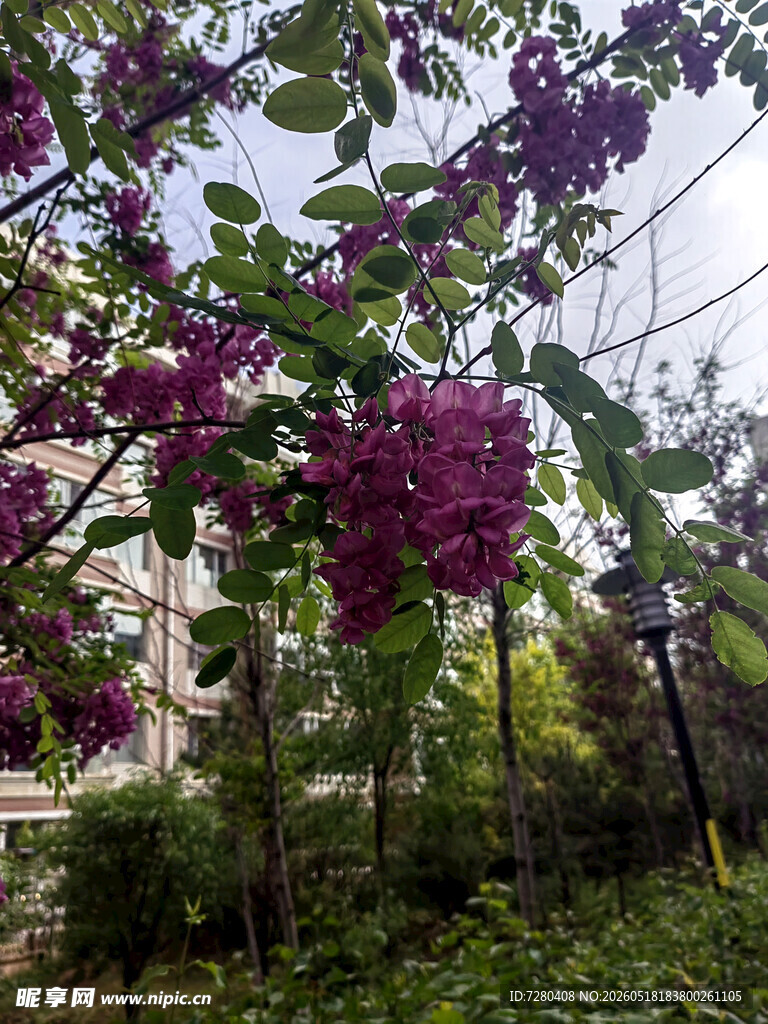 紫花绽放于绿叶间