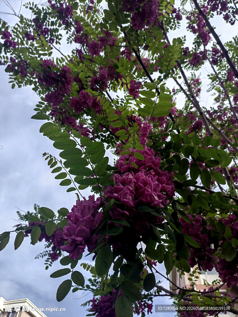 枝头绽放的紫花