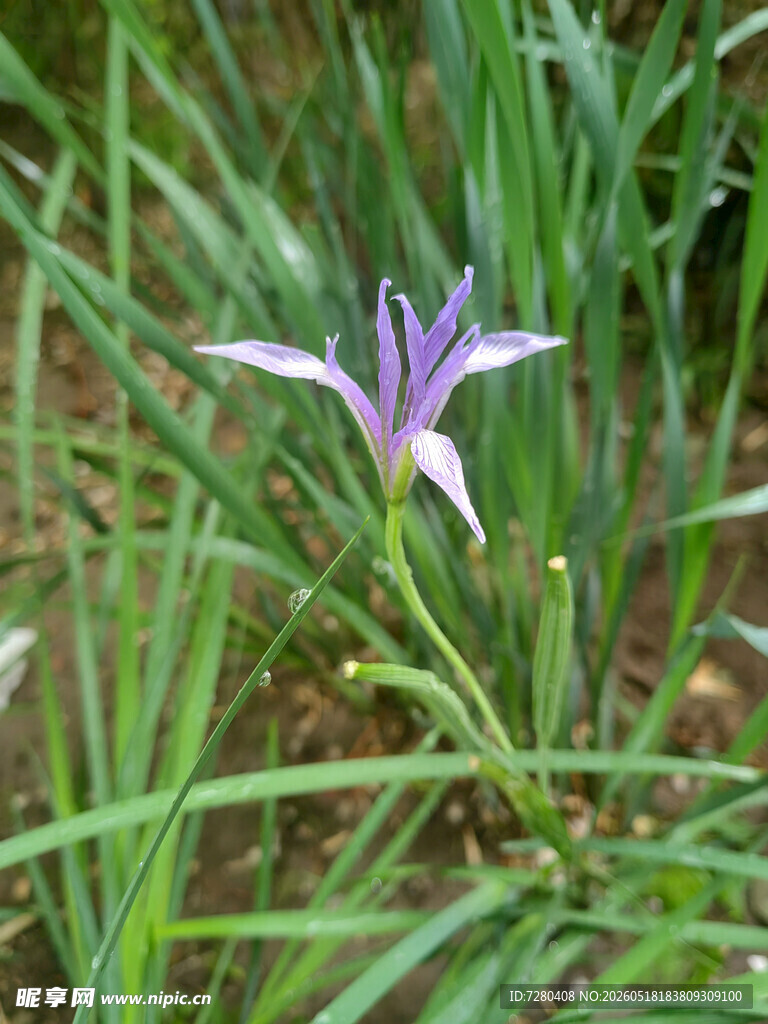 紫色鸢尾花绽放于草丛