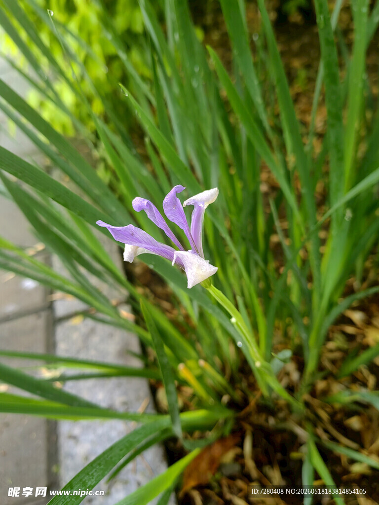 紫色鸢尾花绽放于绿叶间