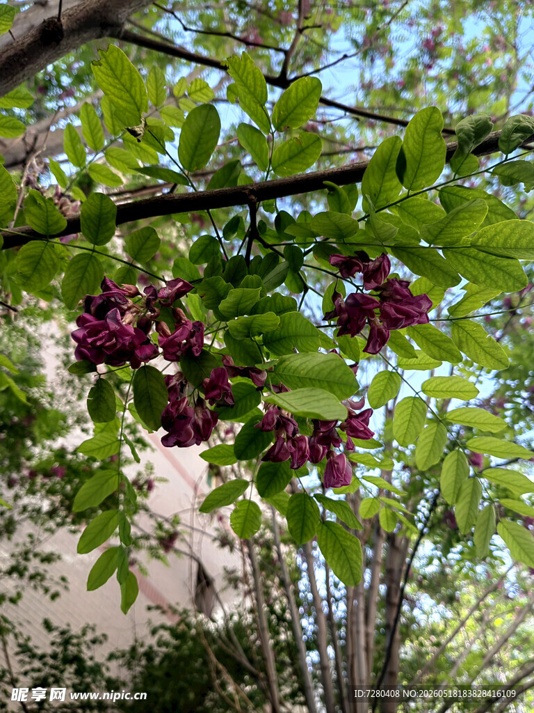 枝头紫花绿叶展生机