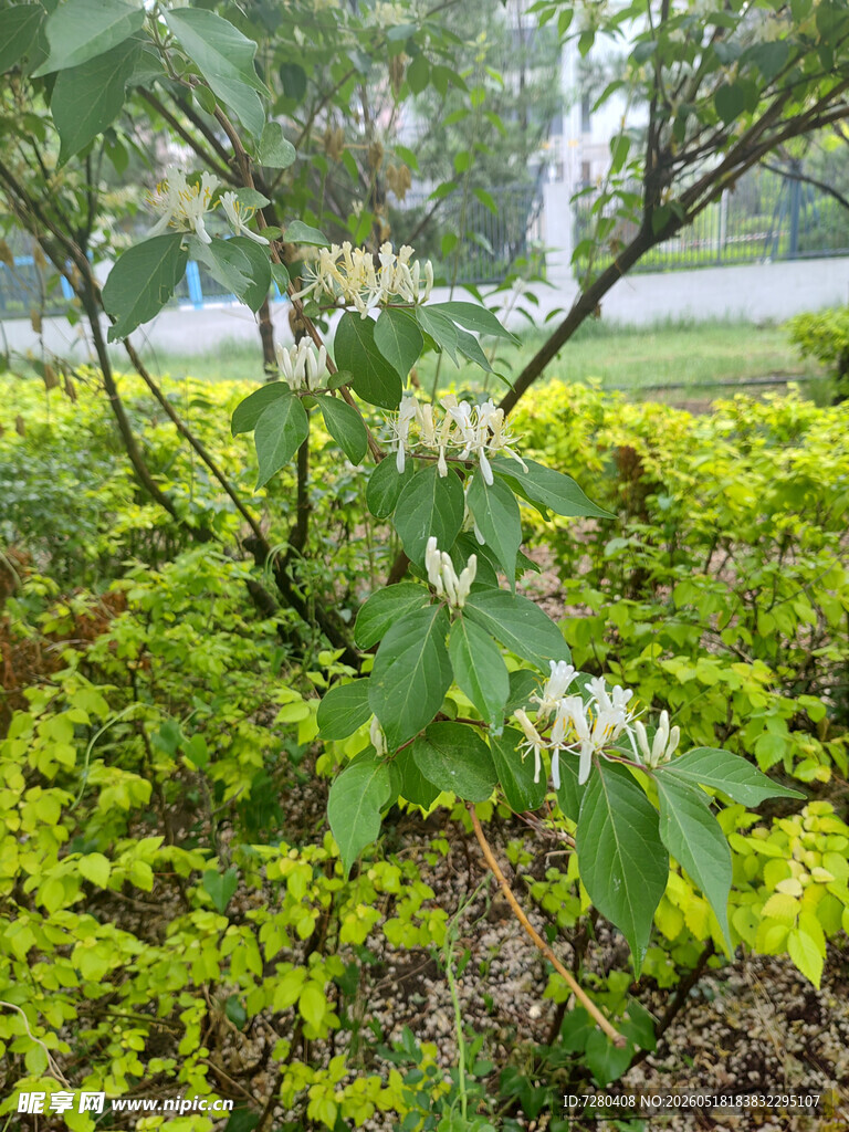 绿叶丛中的绽放花朵