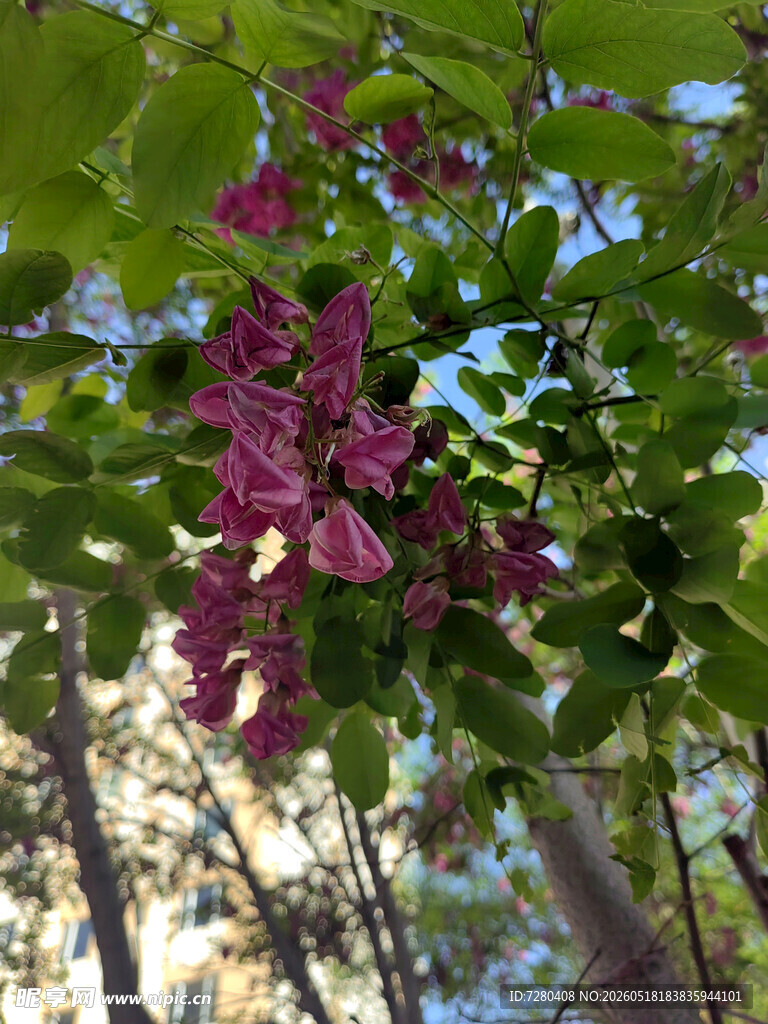 枝头紫叶植物特写