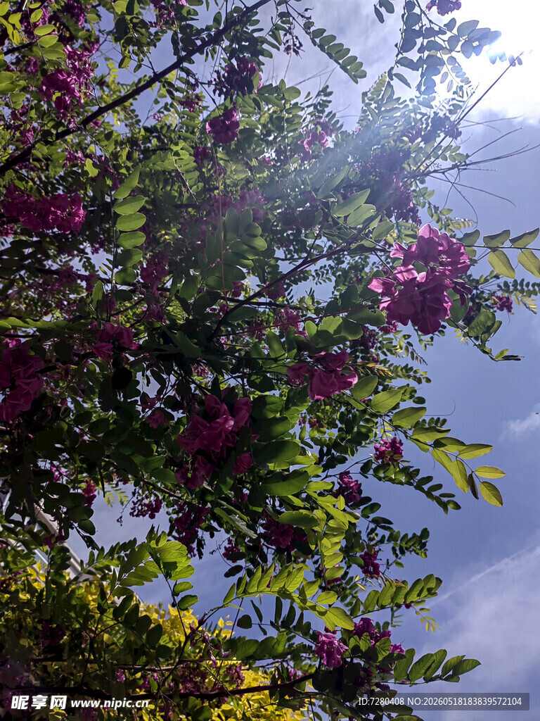 阳光下繁花满枝的树