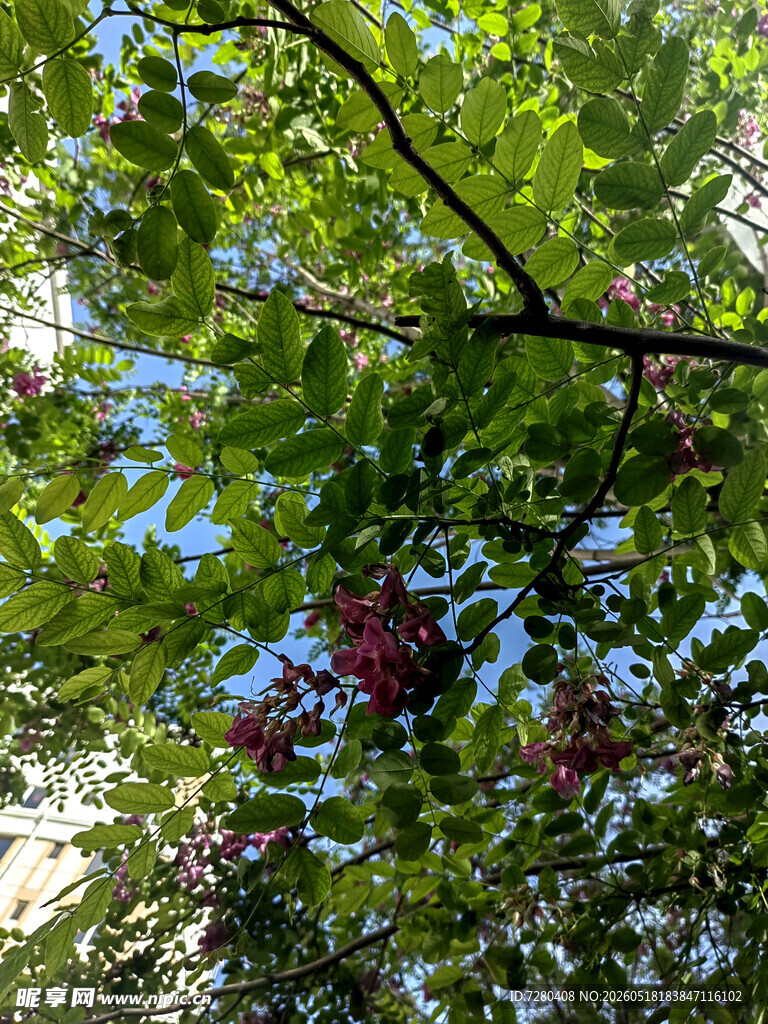 绿叶间的紫果