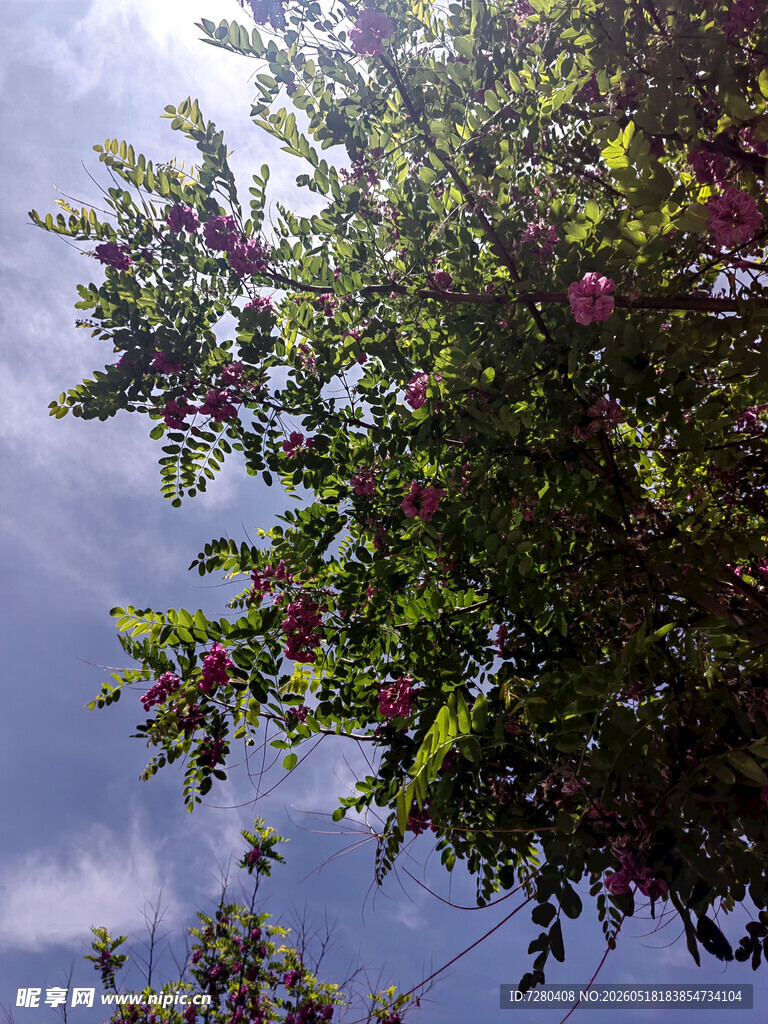 枝头繁花映蓝天