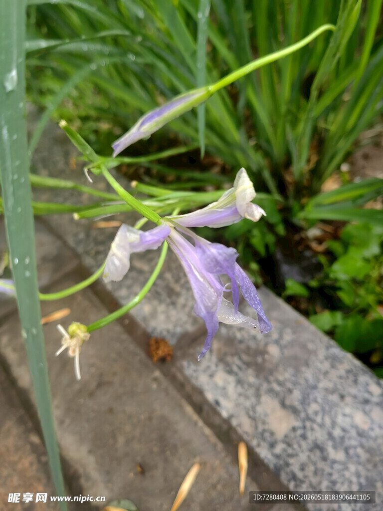 紫色优雅兰花绽放瞬间