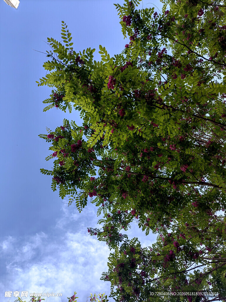 蓝天绿树间的繁茂枝叶