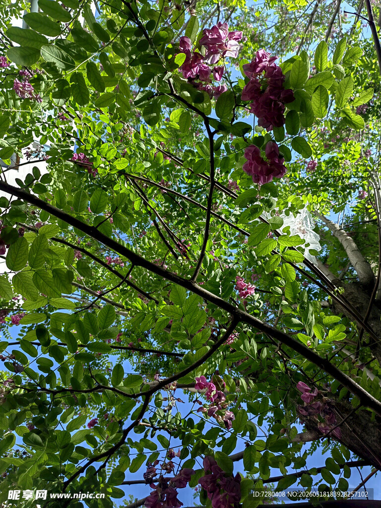 绿叶间的簇簇紫花