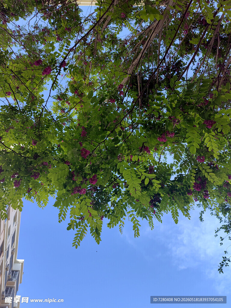 仰视繁茂枝叶蓝天景象