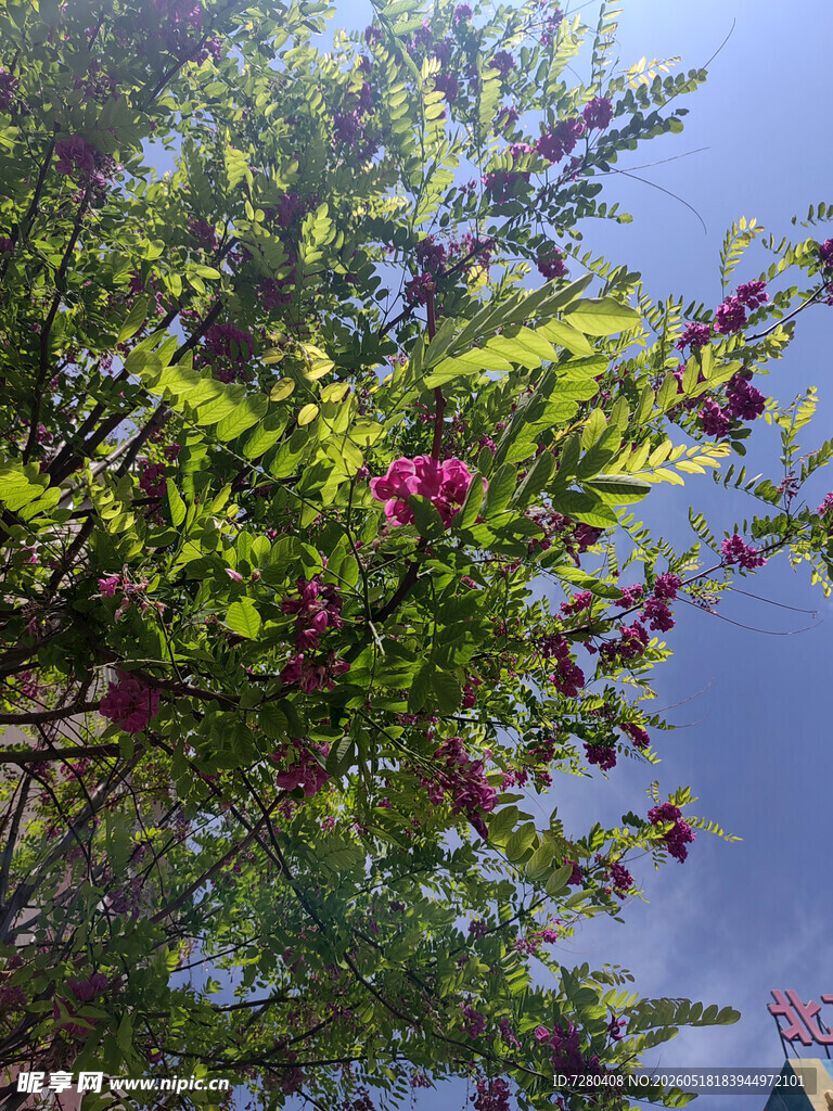 阳光下繁花满枝的绿植