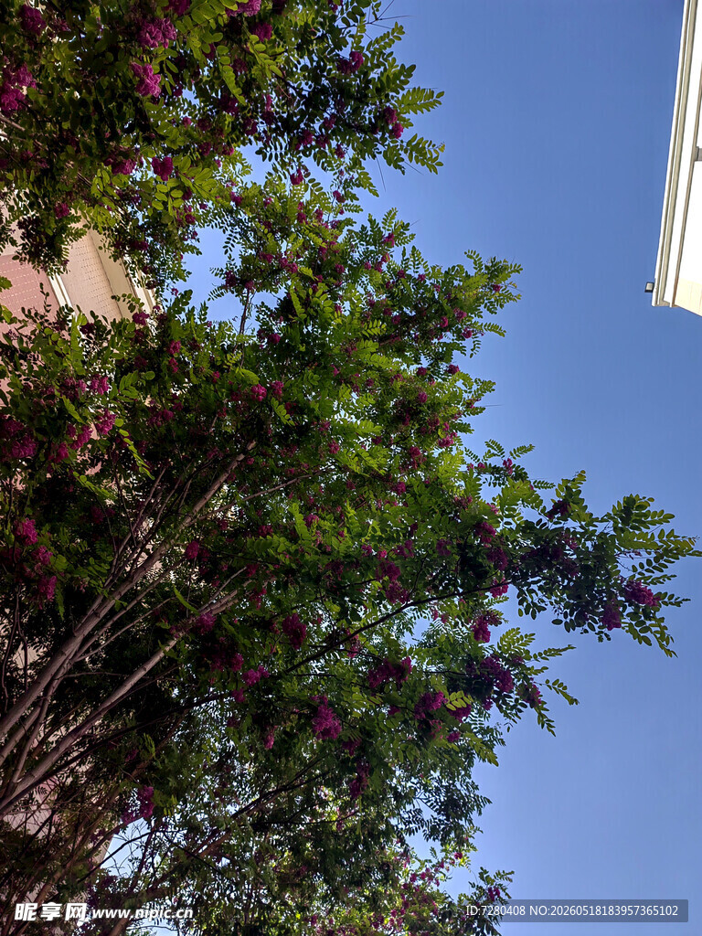 蓝天映衬下的繁茂花枝
