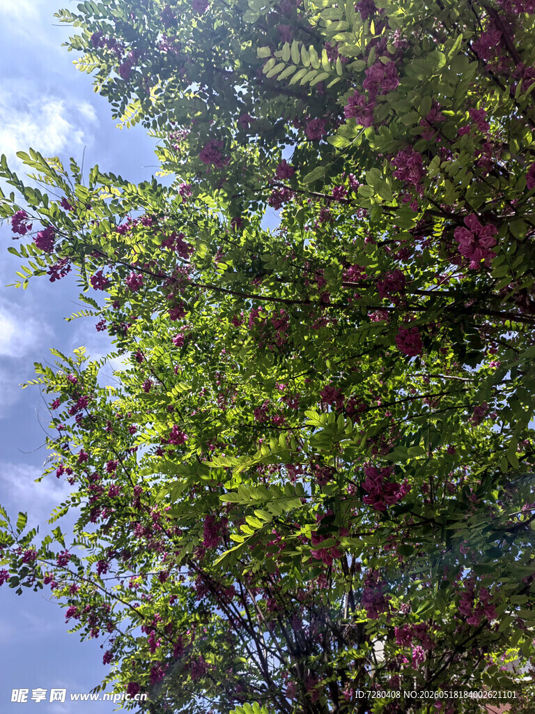 绿叶繁花映衬蓝天美景