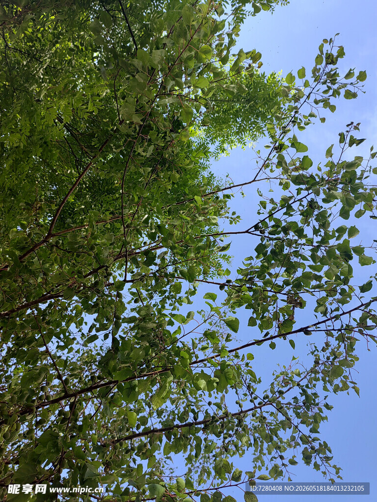 仰视葱郁树木与蓝天