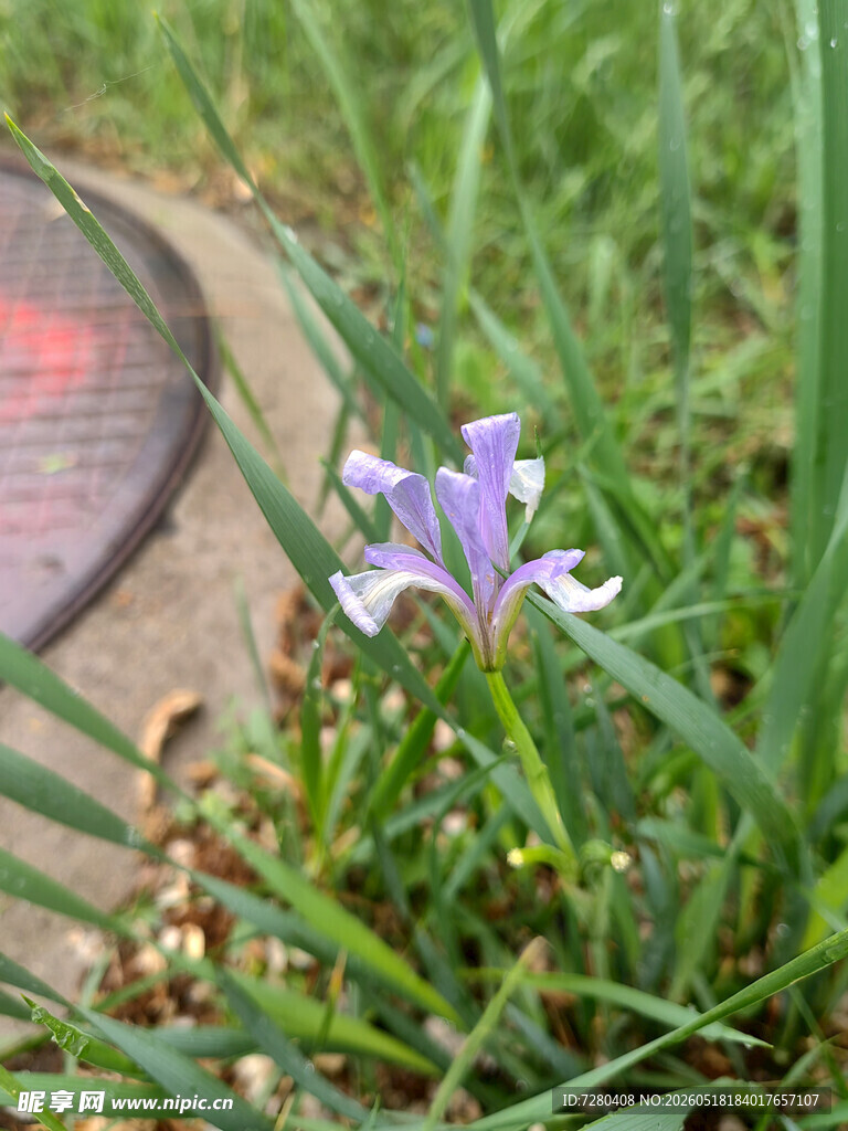 草丛中的紫色鸢尾花