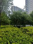 城市中绿意盎然的植物景观