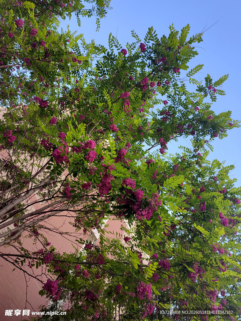 墙边绽放的繁茂紫色花朵