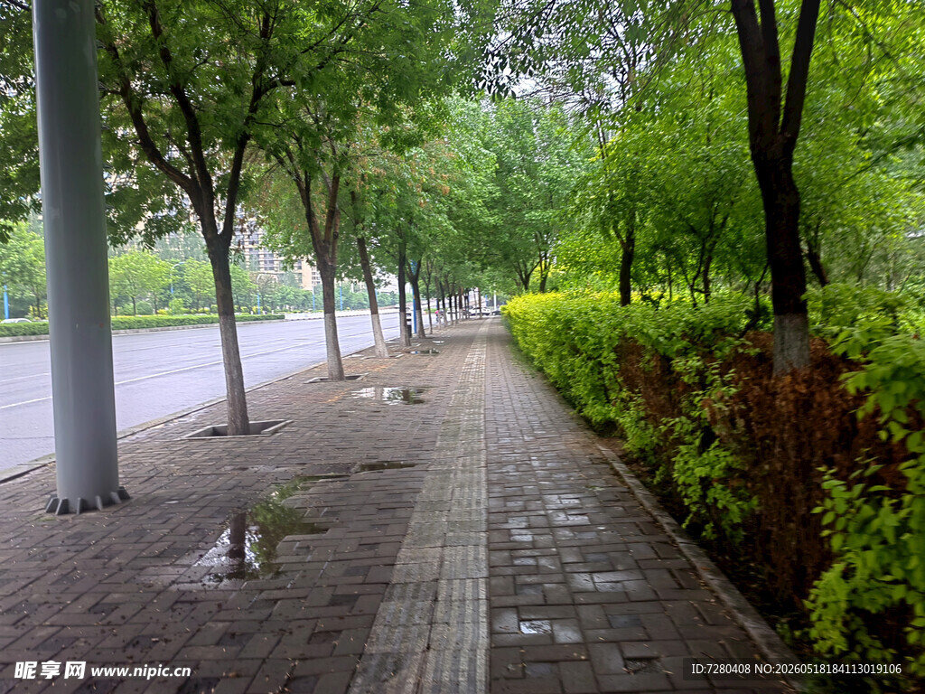 雨后林荫小道景观