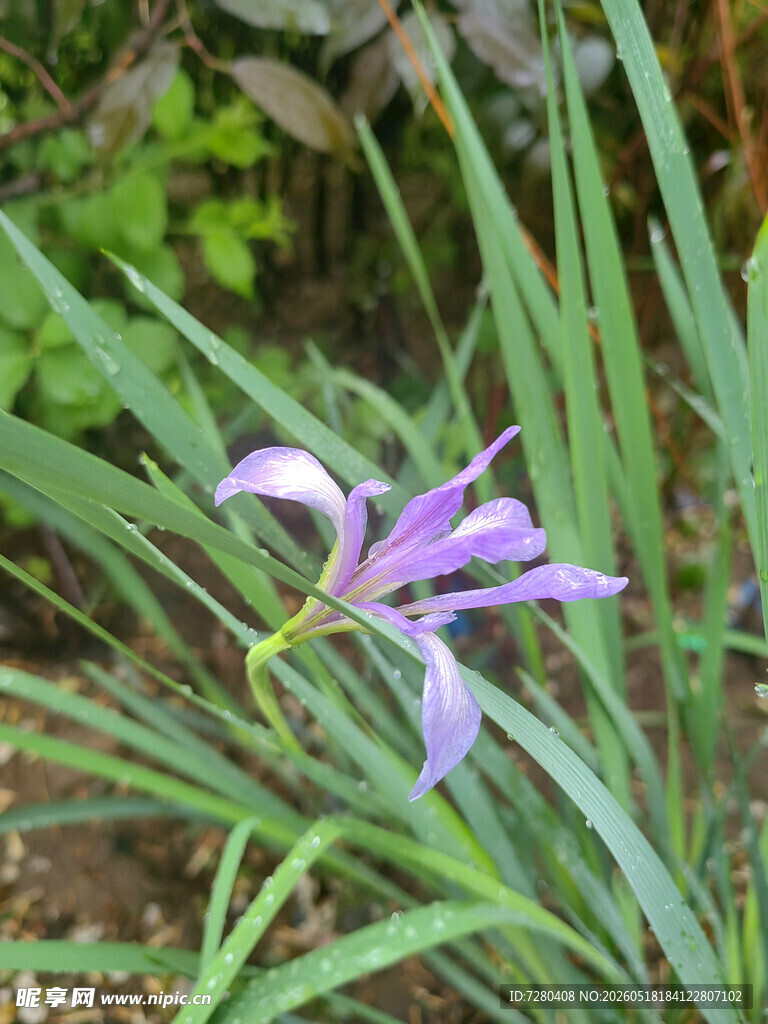 紫色鸢尾花绽放于草丛