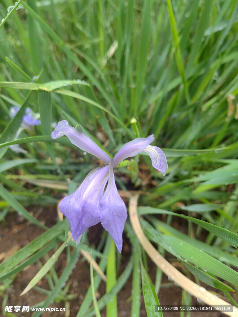 紫色鸢尾花绽放于草丛